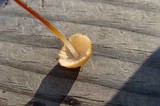 Marasmius sullivantii image
