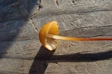 Marasmius sullivantii image