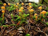 Mycena strobilinoidea image