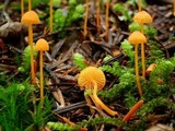 Mycena strobilinoidea image