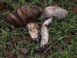 Leccinum cyaneobasileucum image