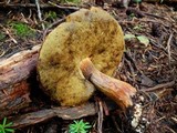 Boletellus mirabilis image