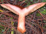 Lactarius rubrilacteus image