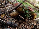 Boletellus mirabilis image