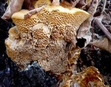 Coriolopsis gallica image
