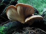 Tapinella atrotomentosa image