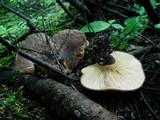 Tapinella atrotomentosa image