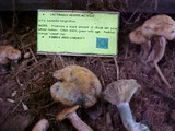 Lactarius rubrilacteus image