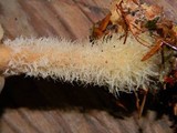 Gymnopus peronatus image