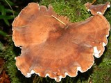 Bondarzewia occidentalis image