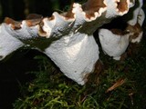 Bondarzewia occidentalis image