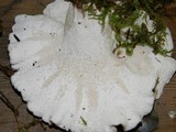 Bondarzewia occidentalis image