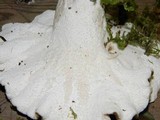 Bondarzewia occidentalis image