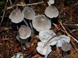 Mycena capillaripes image