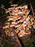Gymnopus acervatus image