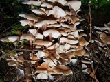 Gymnopus acervatus image