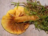 Tricholomopsis decora image