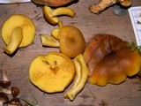 Tricholomopsis decora image