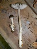 Amanita constricta image