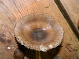 Amanita constricta image