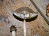Amanita constricta image