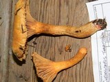 Chroogomphus tomentosus image