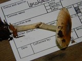 Lepiota rubrotinctoides image