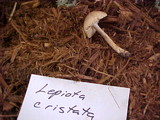 Lepiota cristata image