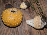 Amanita muscaria var. formosa image