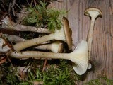 Ampulloclitocybe clavipes image