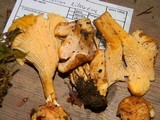 Cantharellus formosus image