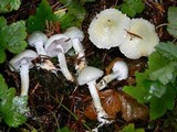 Stropharia aeruginosa image