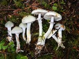 Stropharia aeruginosa image