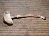 Lepiota cristata image