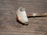 Lepiota cristata image