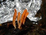 Cordyceps militaris image