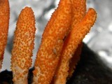 Cordyceps militaris image