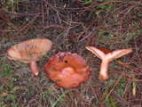 Lactarius rubrilacteus image