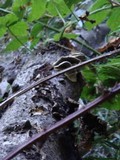 Bjerkandera adusta image