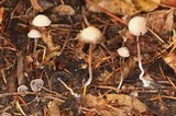 Psathyrella barlowiana image