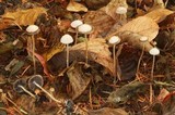 Psathyrella barlowiana image