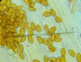 Conocybe siliginea image