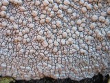 Pertusaria aspergilla image