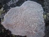 Pertusaria aspergilla image