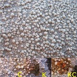 Pertusaria aspergilla image