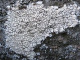 Pertusaria pseudocorallina image