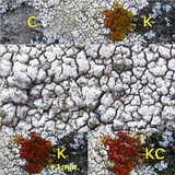 Pertusaria pseudocorallina image