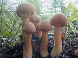 Phaeolepiota aurea image