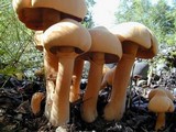 Phaeolepiota aurea image