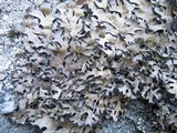 Parmelia omphalodes image